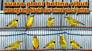 Download lagu Suara Pleci Betina Ribut Untuk Memancing Emosi Pleci Jantan mp3 Download lagu Suara Pleci Betina Ribut Untuk Memancing Emosi Pleci Jantan mp3