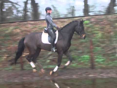 Flynn 4j. v. Fürst Romancier/ Lemon xx -For Sale- Preis VB 8.500,- Euro