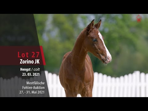 Westfälische Online Auktion-Fohlen Lot 27 Zorino JK Hengst v. Zoom - Benicio
