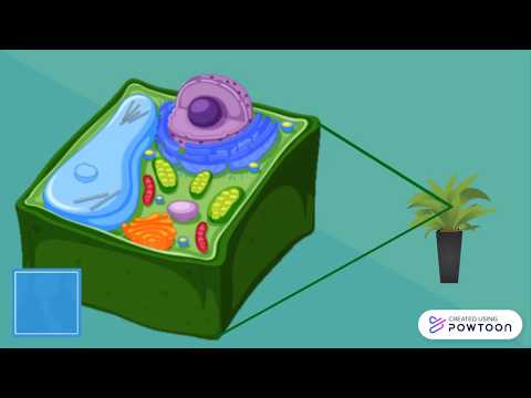 Célula vegetal | Partes de la célula y sus funciones | Biología Vegetal