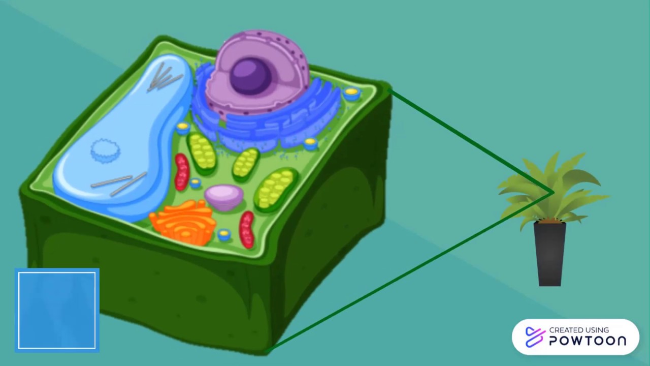 Célula vegetal | Partes de la célula y sus funciones | Biología Vegetal