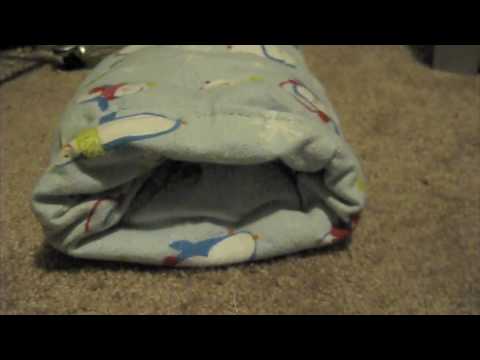 Hedgehog goes exploring