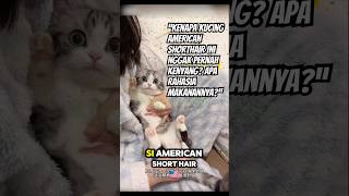 Download lagu “Makanan Ini Bikin Kucing American Shorthair Ketagihan! Apa Isinya?” #raskucing #cat #shorts mp3