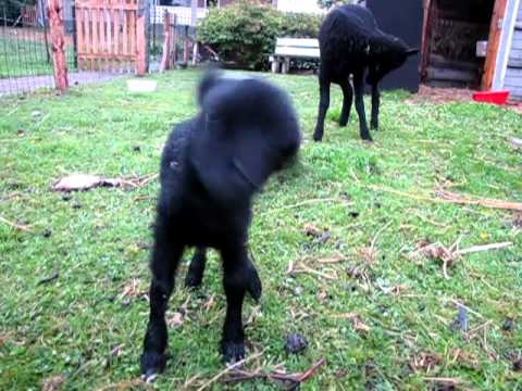 Baby lamb baaing and sneezing