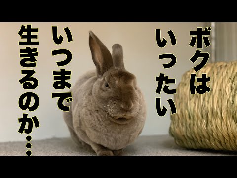 ウサギの年齢を知るにはどうすればよいですか?