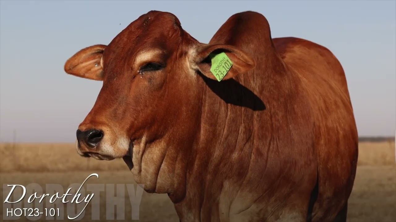 Lot 9&10 | HOT23-72 & HOT23-101 | Dorothy's | Bespreking