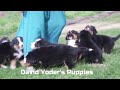 Bernese Mountain Dog dogs for sale: Jordan - Video 1