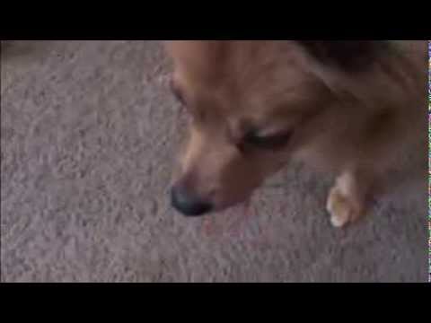 Stanley Oliver McGee playing with Mark McGee - Papillon Pomeranian mix