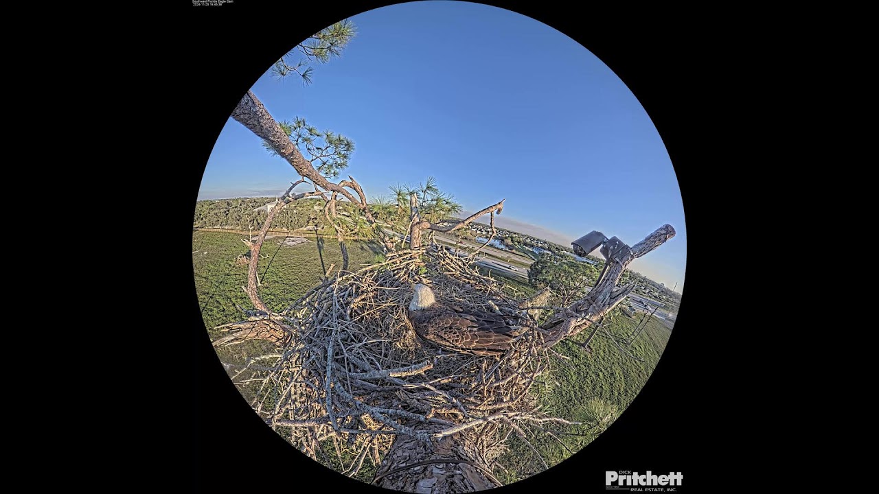Southwest Florida Eagle Cam - Cam 360