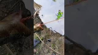 Download lagu rejeki nomplok dapat belut babon#shorts #youtubeshorts #bigeelfishing mp3 Download lagu rejeki nomplok dapat belut babon#shorts #youtubeshorts #bigeelfishing mp3