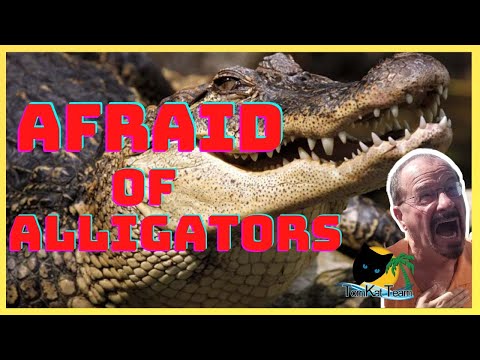 Afraid of Alligators? Are you moving to Florida and are worried about alligators?