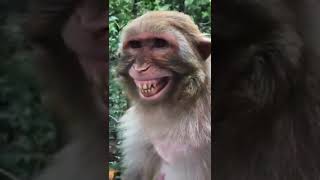 Download lagu Story wa monyet lucu mp3 Download lagu Story wa monyet lucu mp3