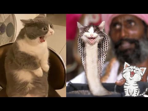 Funny cats / dogs - Funny animal videos / Best videos of October 2022