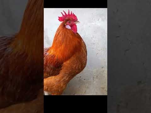 Can Chickens Change Gender #shorts #izhan
