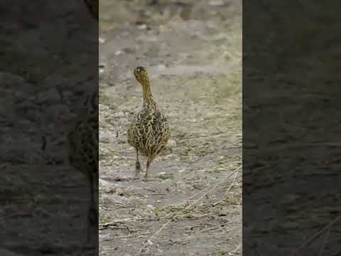 mansa la Perdiz, zona chacras de Paysandú Uruguay