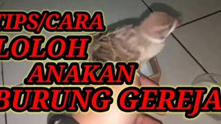 Download lagu CARA MELOLOH ANAKAN BURUNG GEREJA/BURGER mp3