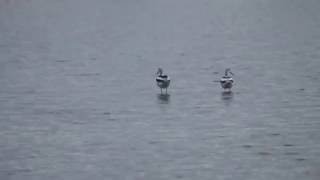 American Avocet