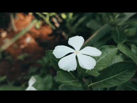 flowers from my garden