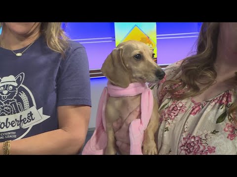 Hill Country Animal League | Great Day SA - YouTube