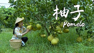 Video : China : Autumn pomelos