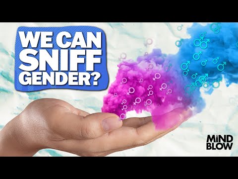 Sniffing Gender: Can Your Scent Reveal Your Biological Sex?