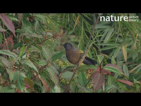 Timáliovec čiapočkatý (Trochalopteron erythrocephalum) — starostlivosť, voliéra a kŕmenie