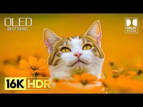 Mind Blowing OLED Test - Dolby Vision 16K HDR 120 FPS (8K / 4K Video)