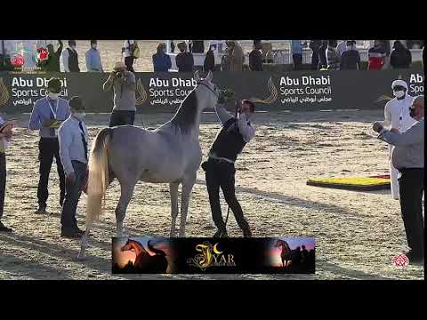 N 160 AL JOHRAH AJH   Emirates Arabian Horse Breeders Championship 2021   Mares 4 6 Years Old Class