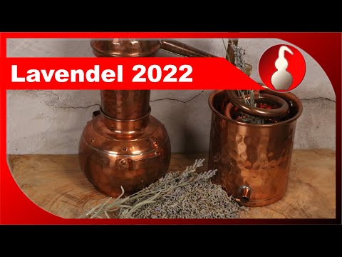 Lavendel destillieren - Ernte 2022 - ätherisches Öl selber machen - diSTILLed