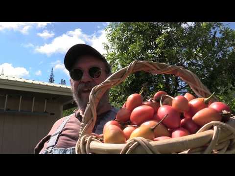 download lagu mp3 mp4 Tree Tomato Tree, download lagu Tree Tomato Tree gratis, unduh video klip Tree Tomato Tree