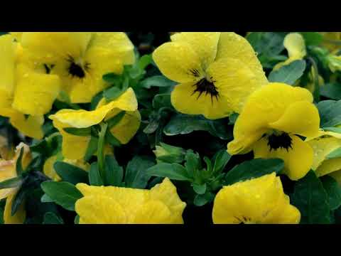 download lagu mp3 mp4 Viola Blue Blotch, download lagu Viola Blue Blotch gratis, unduh video klip Viola Blue Blotch