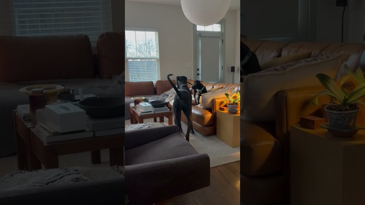 Tiny Tim, a ADOPTABLE mixed breed in Franklin, TN video 6/6