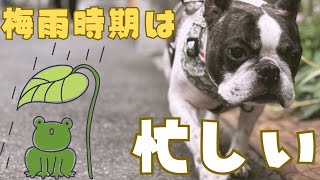 梅雨の晴れ間はタスクを入れまくりたい！😮‍💨