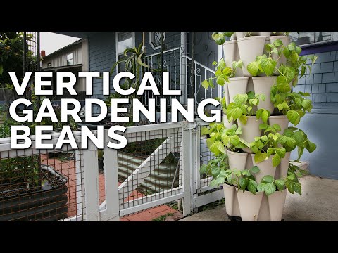How to Grow Bush Beans 30 Plants in One Vertical Tower