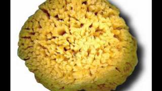 Alice Donut ~ Biggest Ass