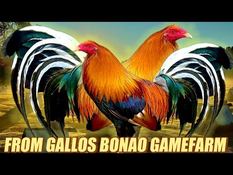 Sweater Oklehoma Mclean Hatch Kelso - FROM GALLOS BONAO GAMEFARM