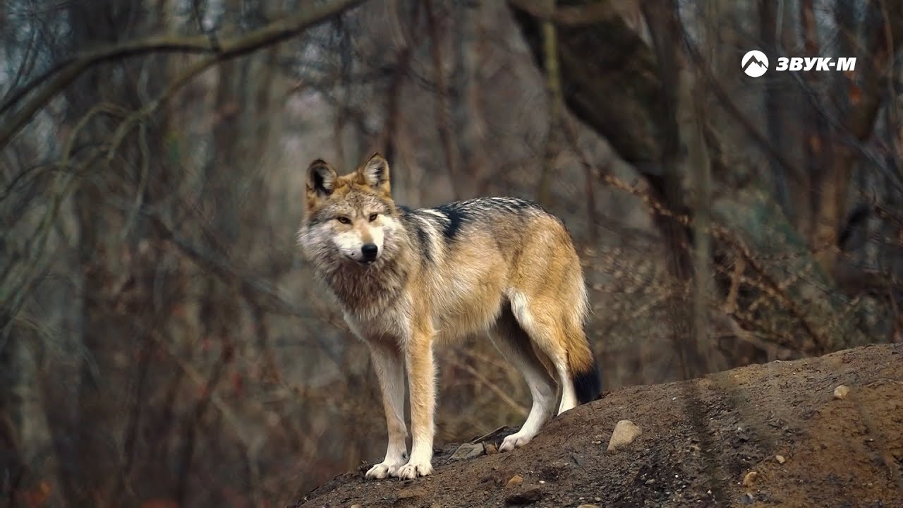 Артур Кунижев — Одинокий волк