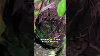 Download lagu How This Tarantula and Frog Became Best Friends mp3