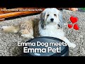 Emma Dog Meets Emma Pet Robot Vacuum