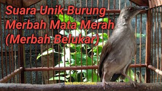 Download lagu Suara Unik Burung Merbah Mata Merah (Merbah Belukar) mp3