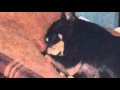 Elmo Snoring