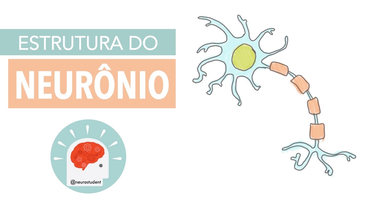 Sistema Nervoso: Estrutura do Neurônio | Anatomia e etc.