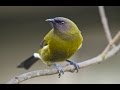 New Zealand Bellbird Song