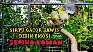 Download lagu SIRTU GACOR KAWIN BIKIN EMOSI SEMUA SIRTU/CIPOH GACOR!... BUKTIKAN! #birds #burung #sirtugacor mp3 Download lagu SIRTU GACOR KAWIN BIKIN EMOSI SEMUA SIRTU/CIPOH GACOR!... BUKTIKAN! #birds #burung #sirtugacor mp3