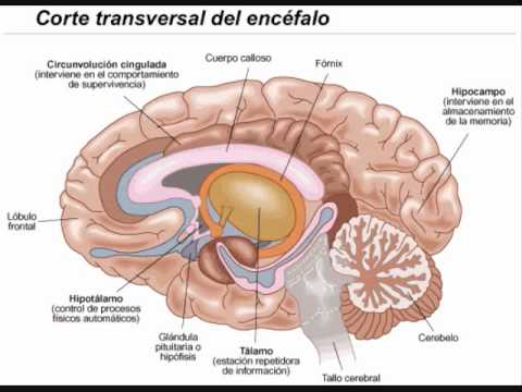 Sistema nervoso central e sistema nervoso periferico ...