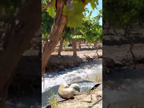 Summer in Maipú | Watering the Vineyards 🌿💧
