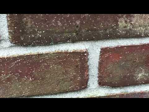 Ants Trailing From the Outside to the Inside of the Home in Manasquan, NJ