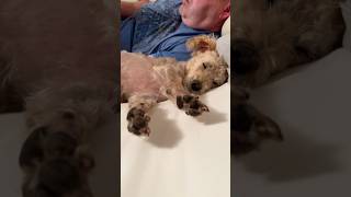 Sweet Dreams My Lovely Dog #shorts #dog