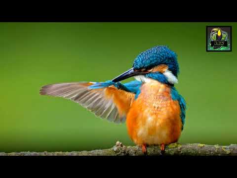 Common kingfisher|මල් පිළිහුඩුවා🐦|Birds sounds World.