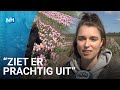 Grootste pluktuin van Nederland staat in bloei